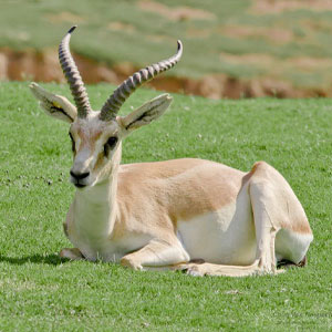 آهو ایرانی
